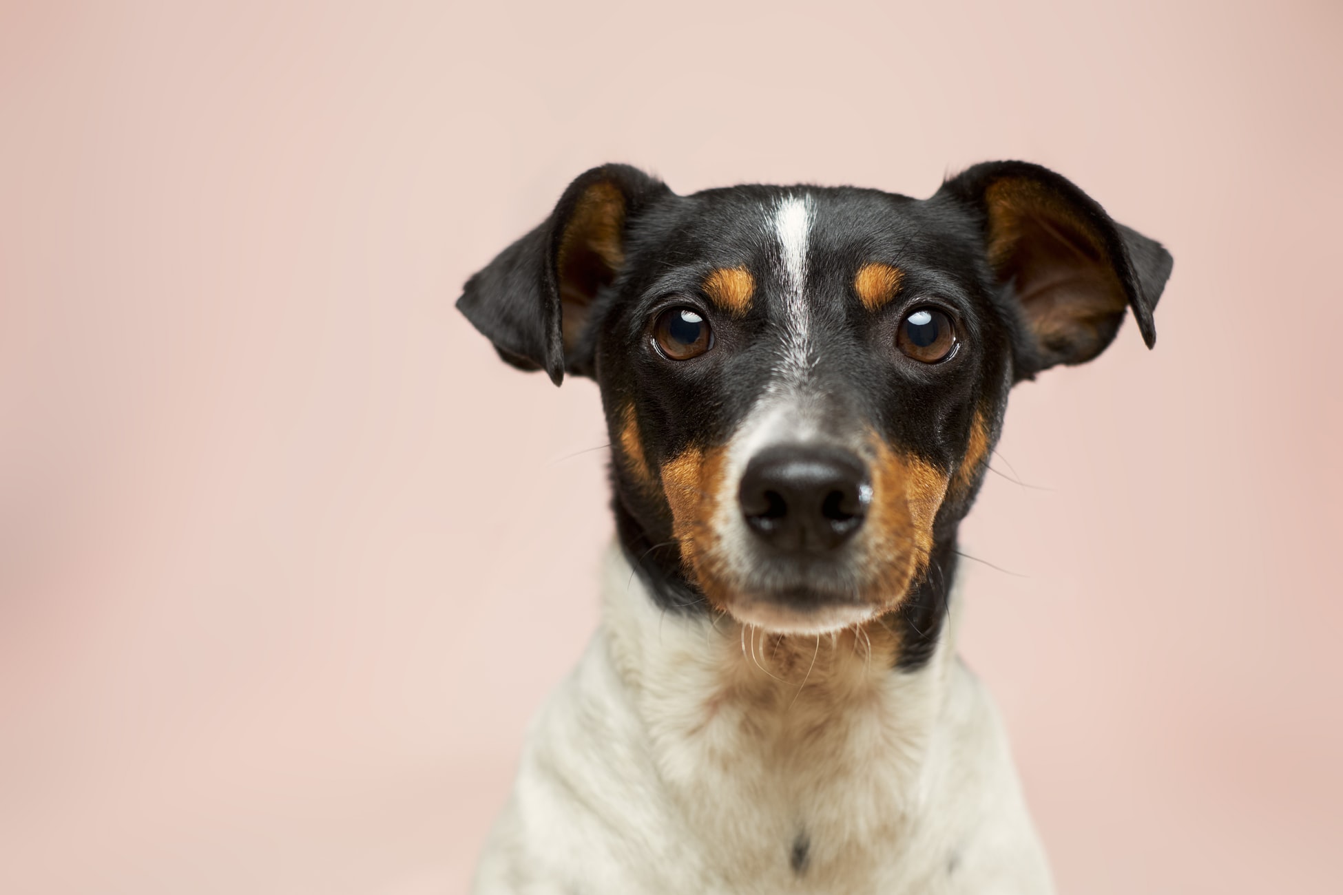 White and brown dog